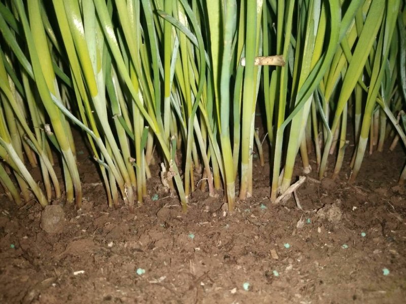 头刀韭菜价格美丽诚信代办
