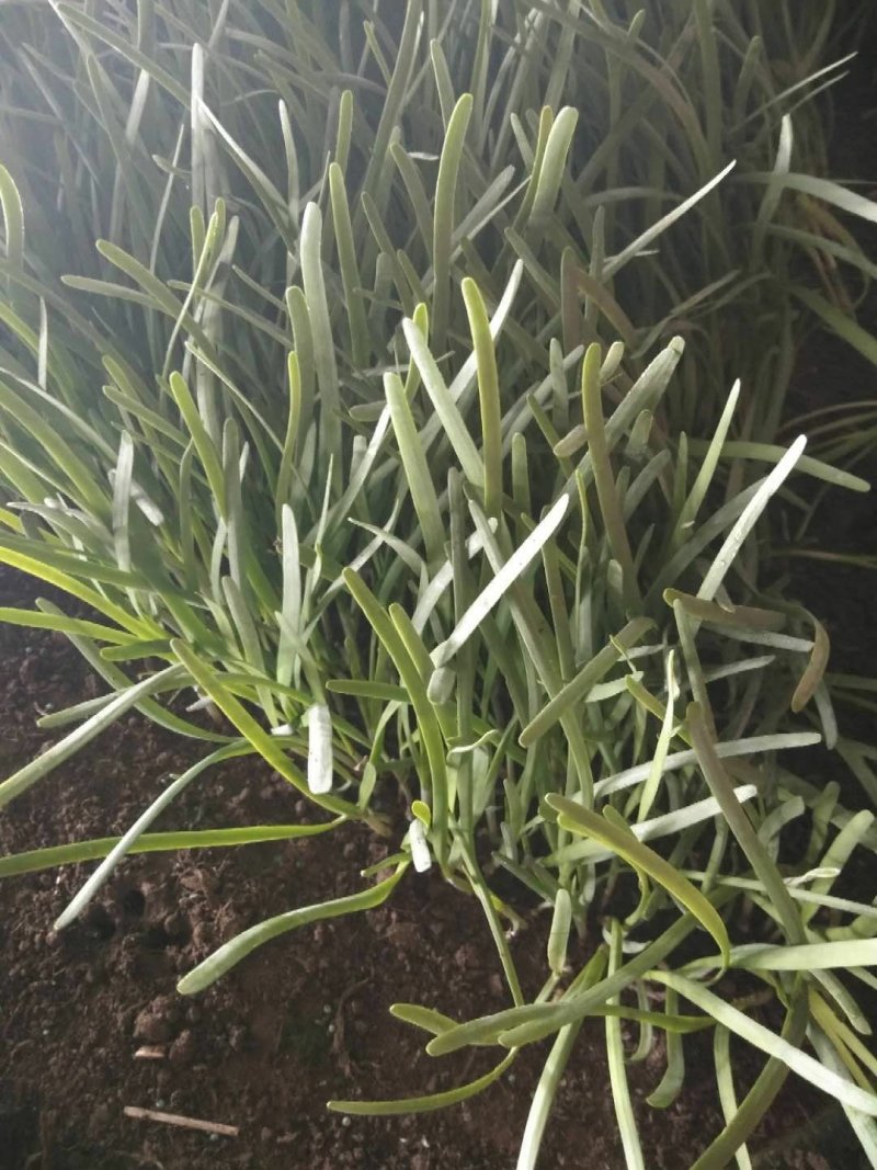 头刀韭菜价格美丽诚信代办