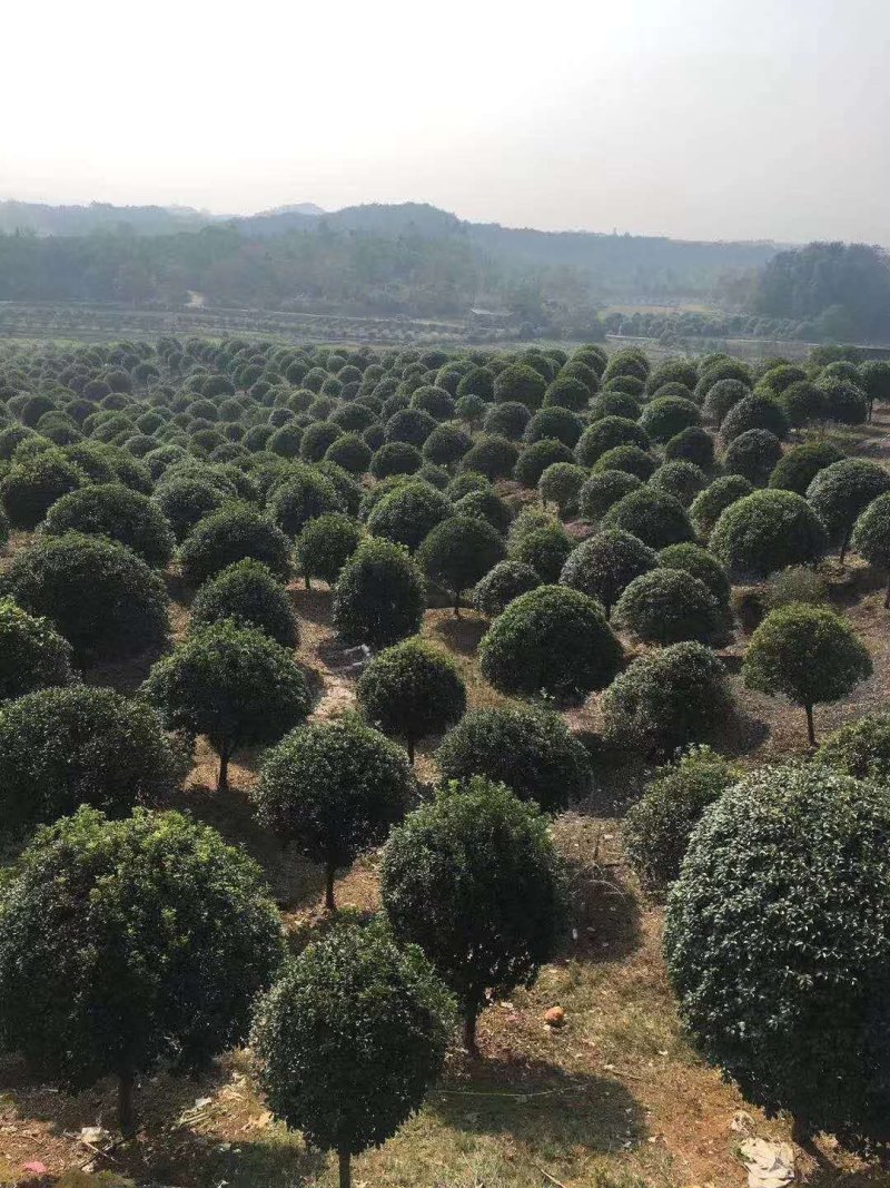 桂花树金桂树八月桂花树占地桂花树基地发货一手货源