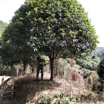 桂花树金桂树八月桂花树占地桂花树基地发货一手货源