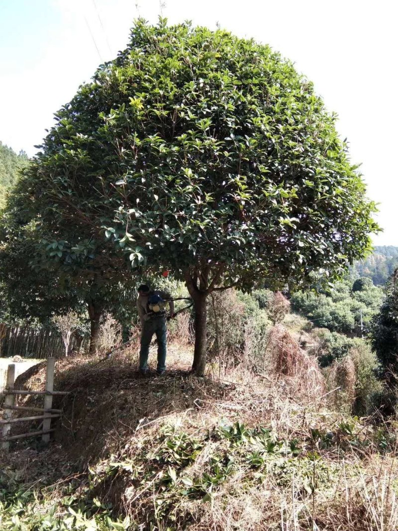 桂花树金桂树八月桂花树占地桂花树基地发货一手货源