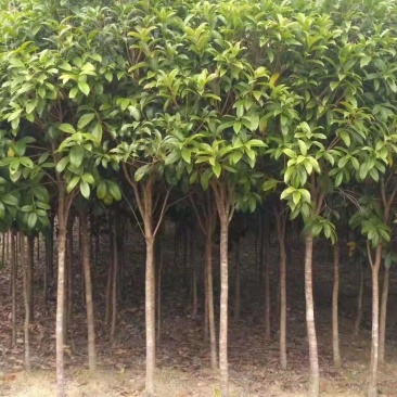 咸宁百桂园基地大量出售，4公分桂花树，品质好，价格低。