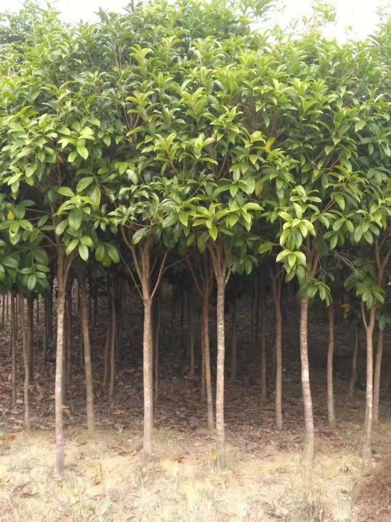 咸宁百桂园基地大量出售，4公分桂花树，品质好，价格低。