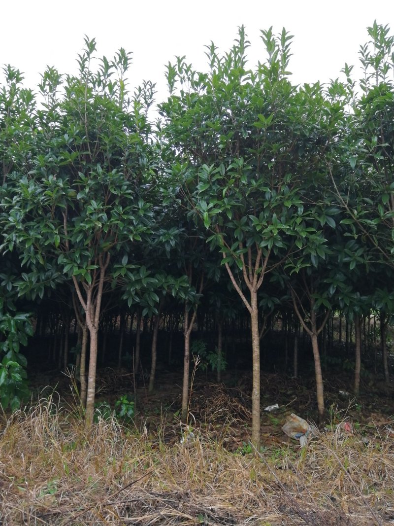 咸宁百桂园基地大量出售，4公分桂花树，品质好，价格低。
