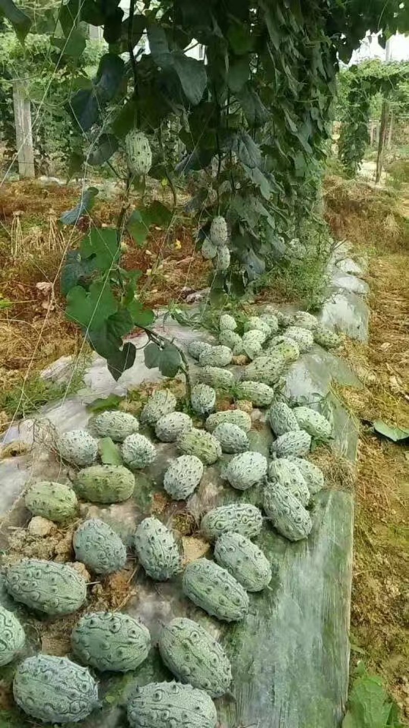刺角瓜火参果种子批发