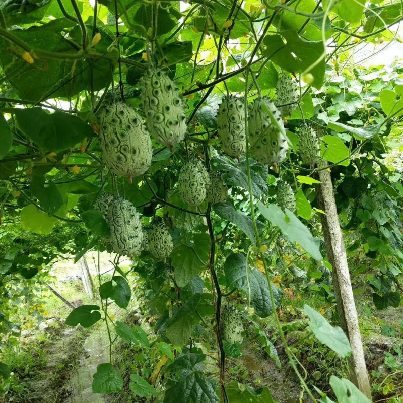 刺角瓜火参果种子批发