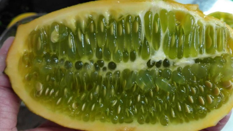 刺角瓜火参果种籽火星果精选种子