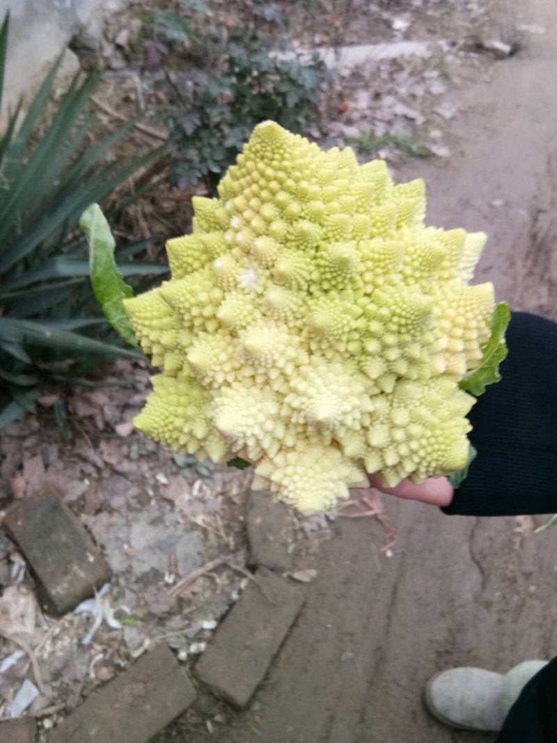 宝塔菜