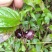 特色水果蜘蛛果红果参种植基地鲜果批发脆甜爽口