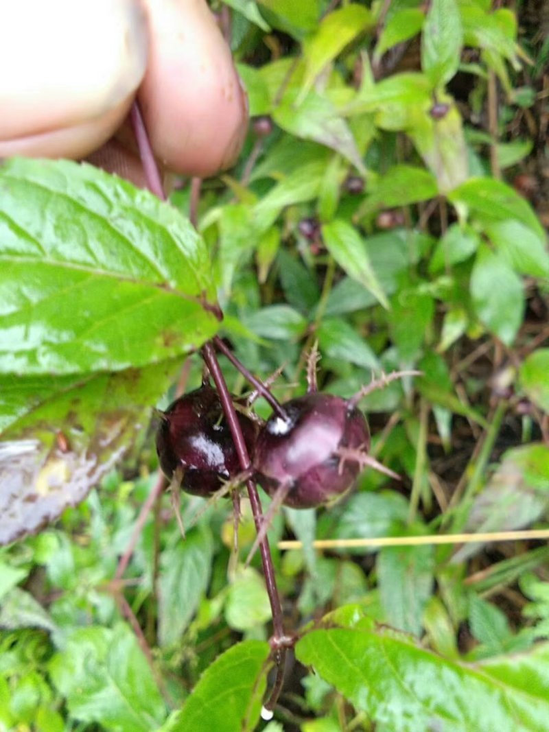 特色水果蜘蛛果红果参种植基地鲜果批发脆甜爽口