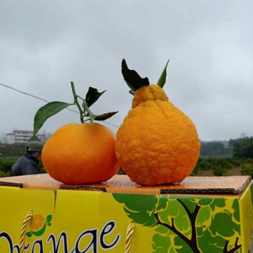 帅乡耙耙柑