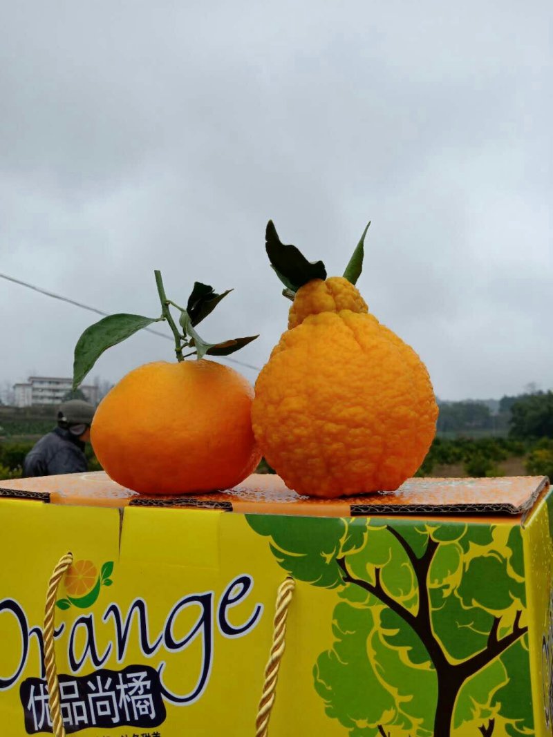 帅乡耙耙柑