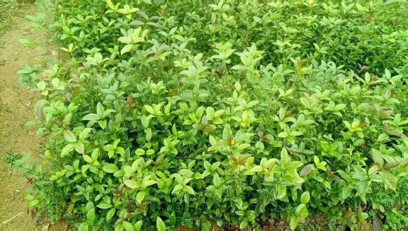 桂花树苗金桂树苗八月桂花苗，包邮