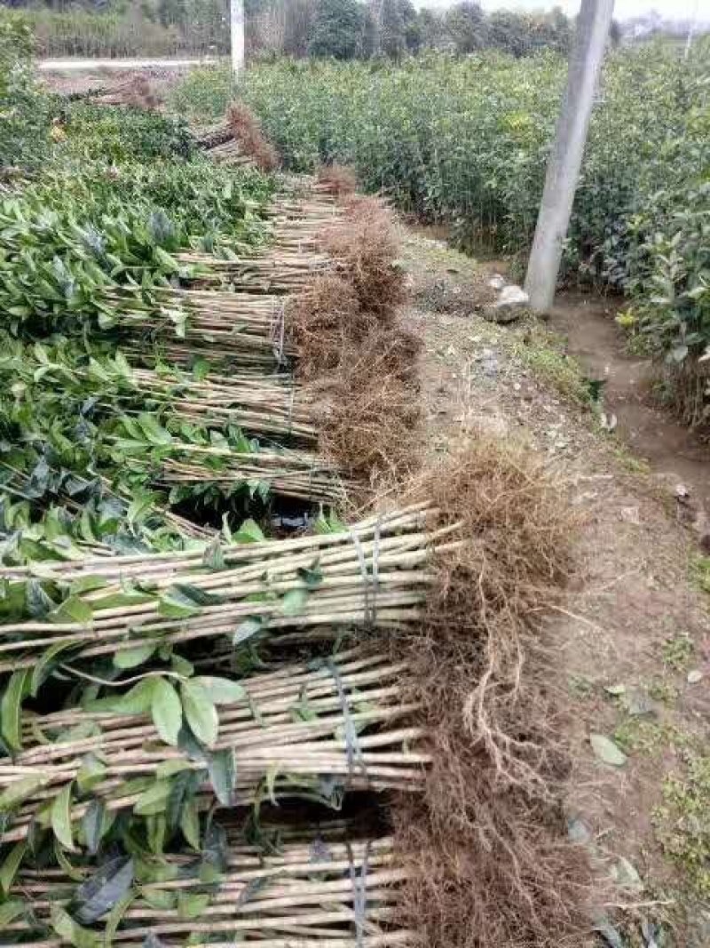 桂花树苗金桂树苗八月桂花苗，包邮