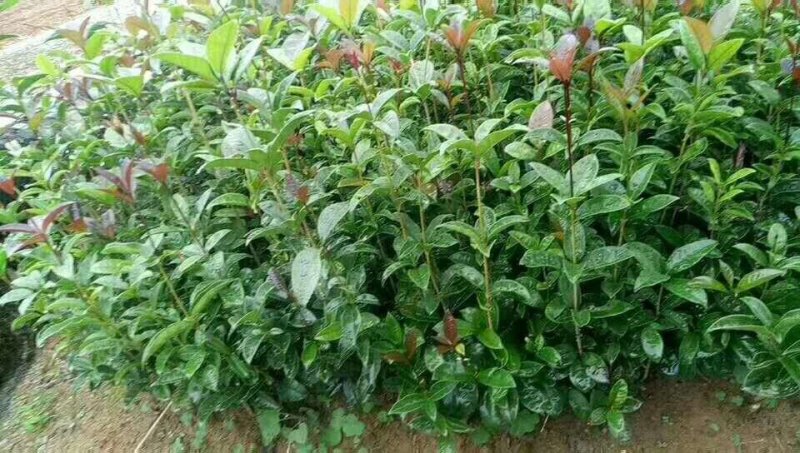 桂花树苗金桂树苗八月桂花苗，包邮