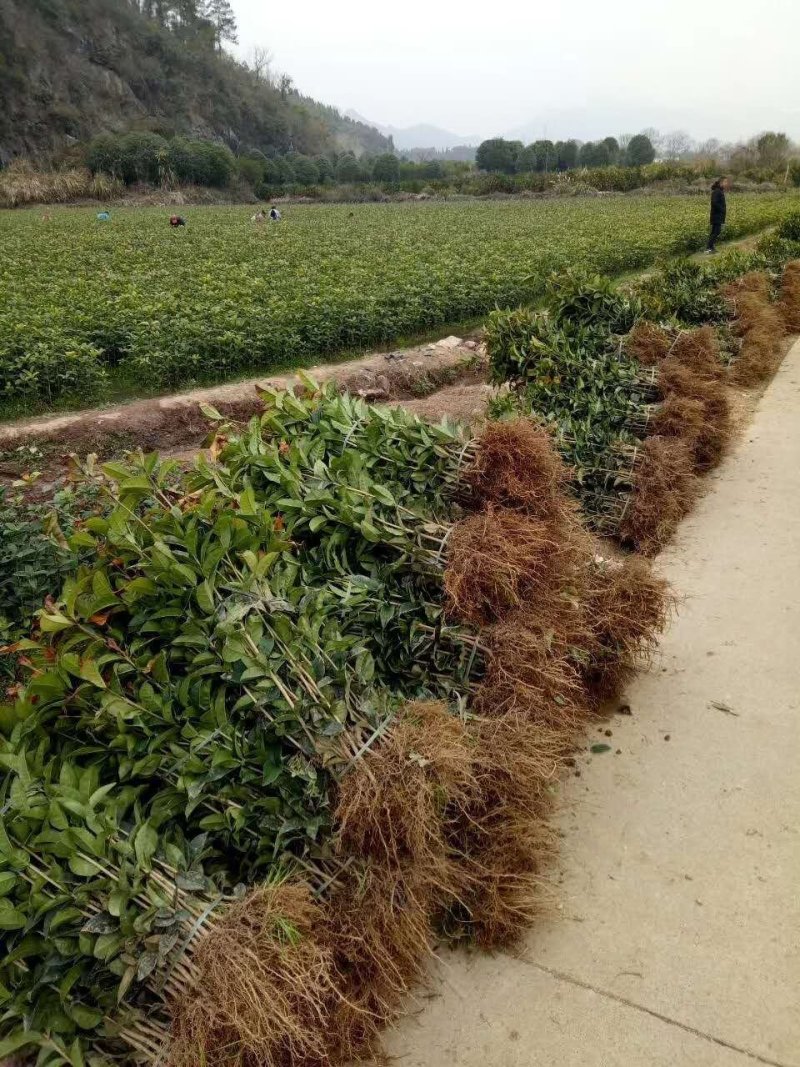 桂花树苗金桂树苗八月桂花苗，包邮