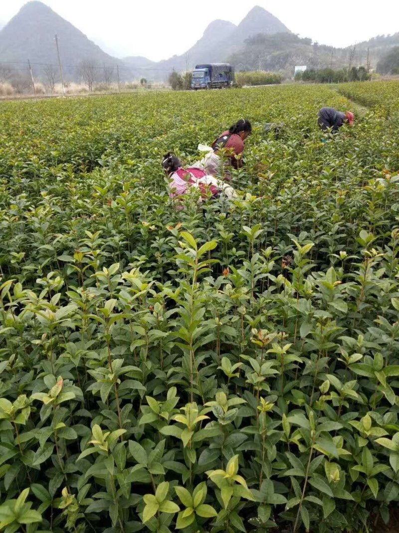 桂花树苗金桂树苗八月桂花苗，包邮