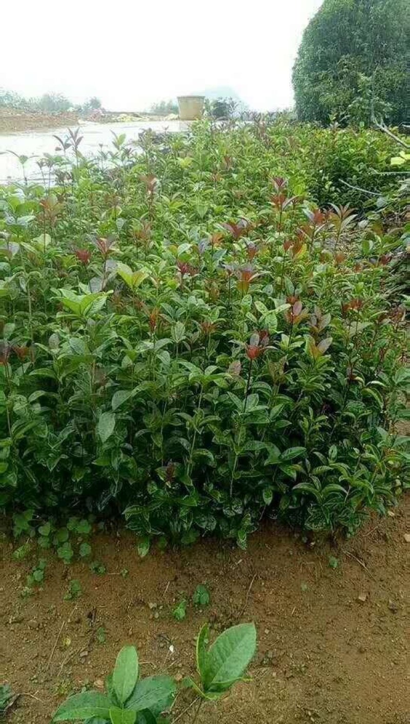 桂花树苗金桂树苗八月桂花苗，包邮