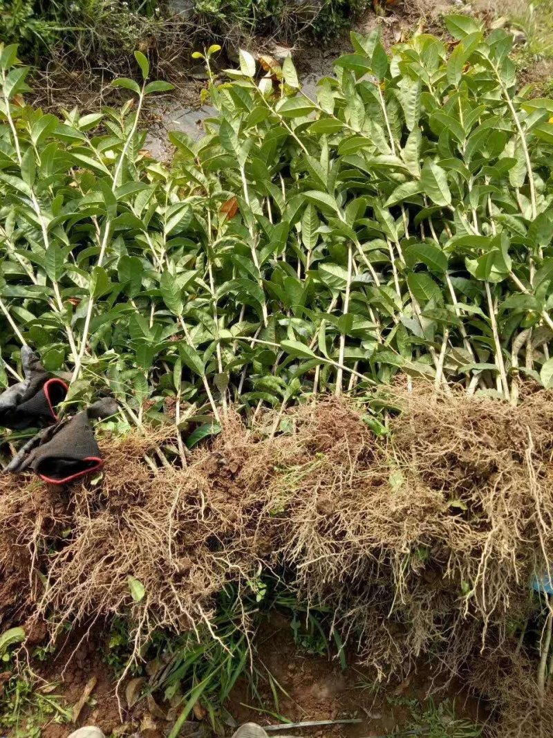 桂花树苗金桂树苗八月桂花苗，包邮