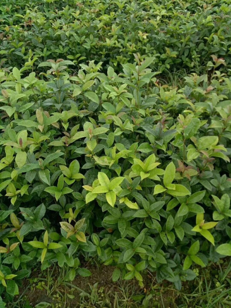 桂花树苗金桂树苗八月桂花苗，包邮