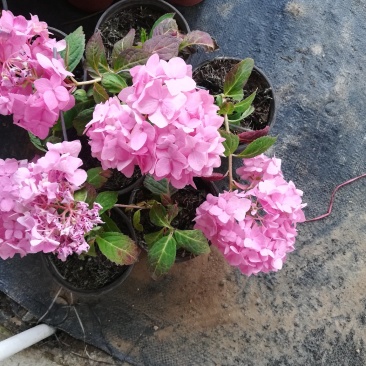 绣球花