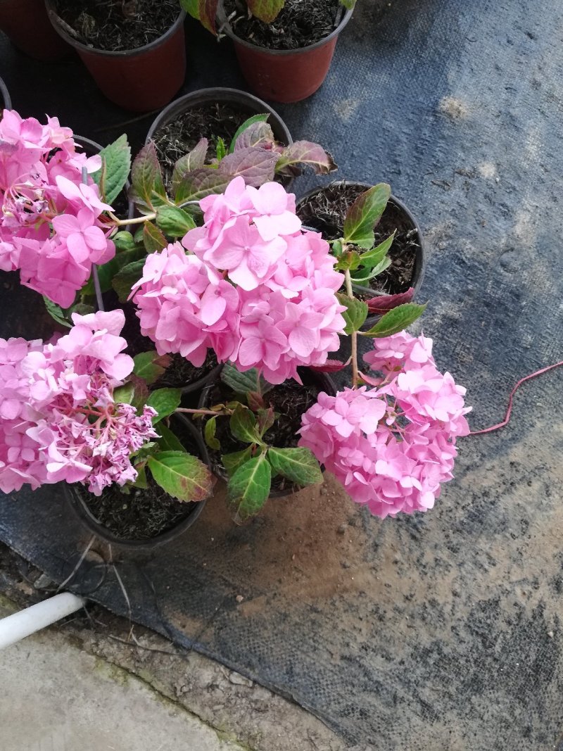 绣球花