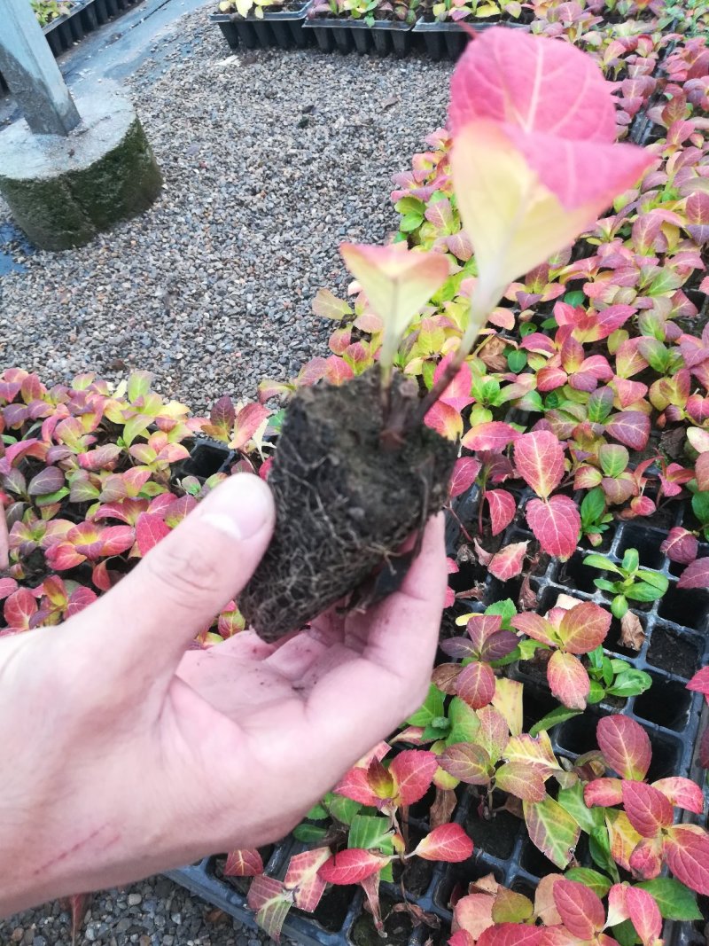 绣球花