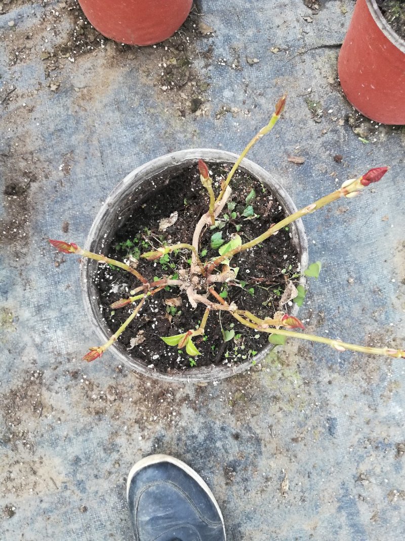 绣球花