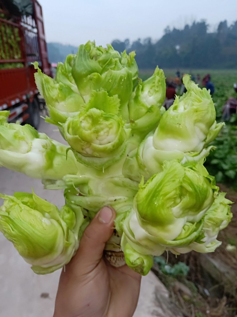儿菜，地里直销价