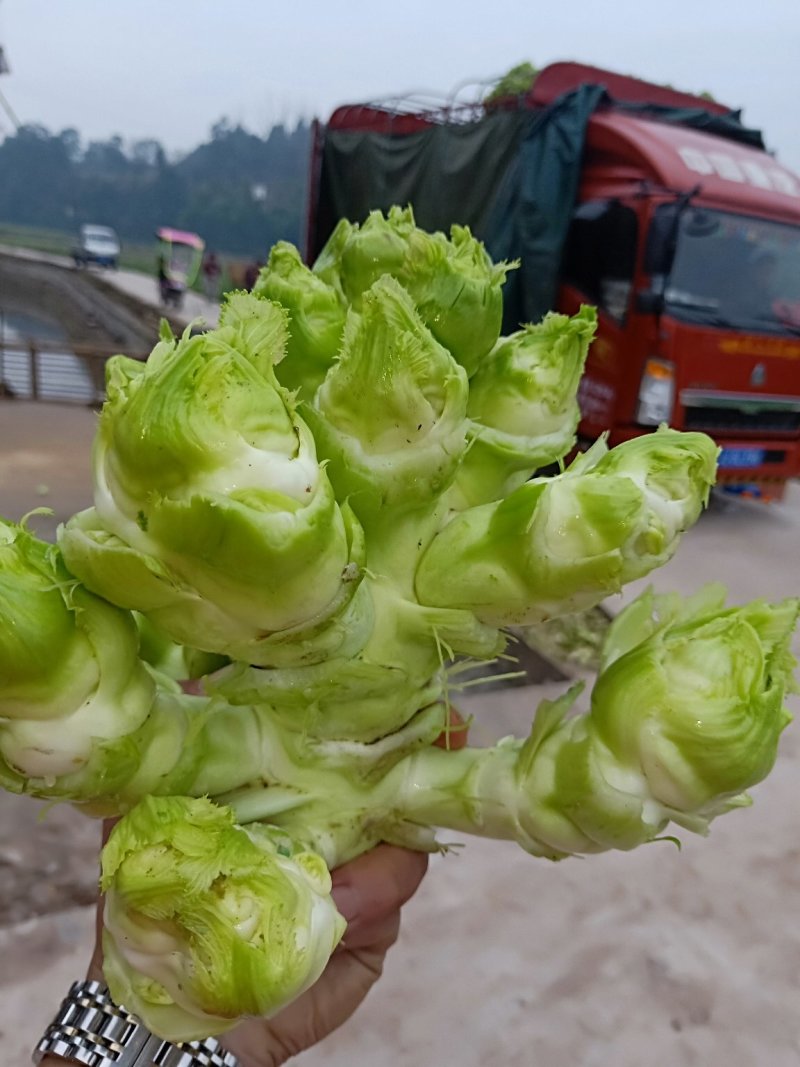 儿菜，地里直销价