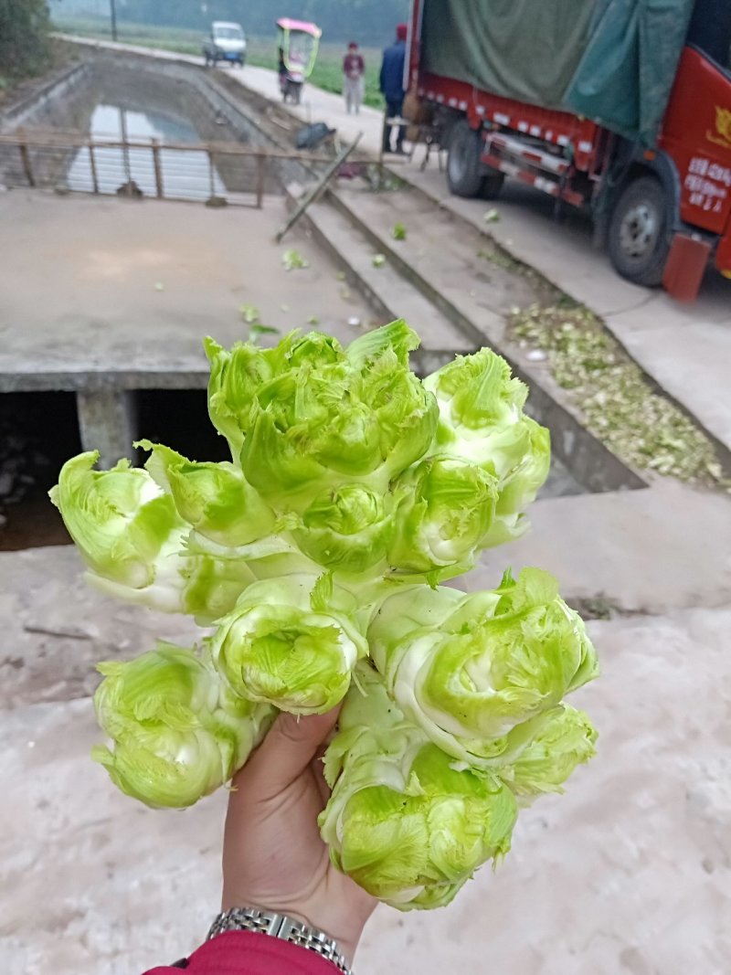儿菜，地里直销价