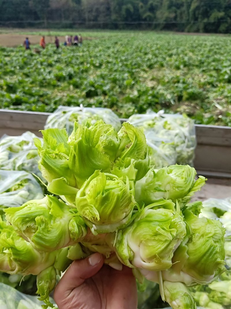 儿菜，地里直销价