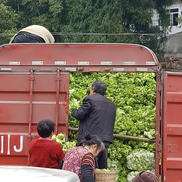 儿菜，地里直销价