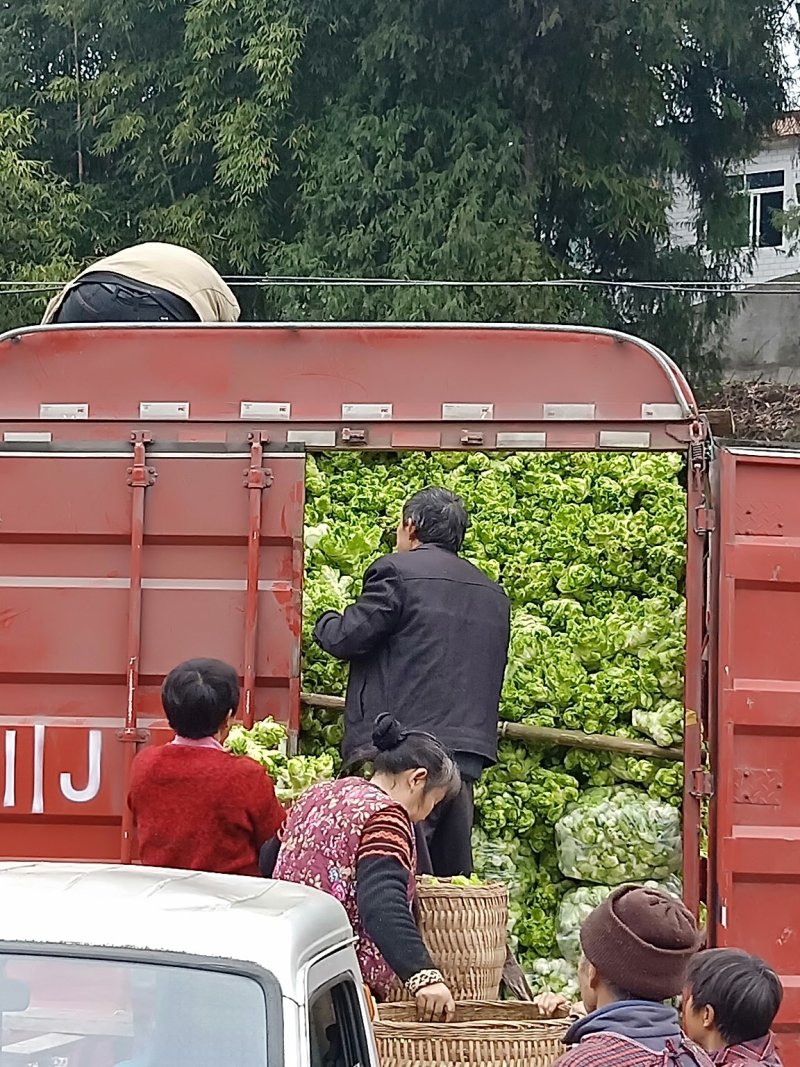 儿菜，地里直销价