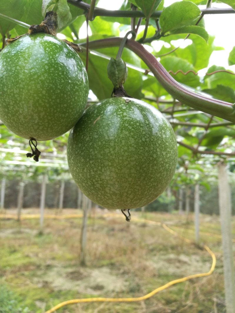 纯甜嫁接钦蜜9号黄金百香果苗芭乐味脱毒苗带土杯发货