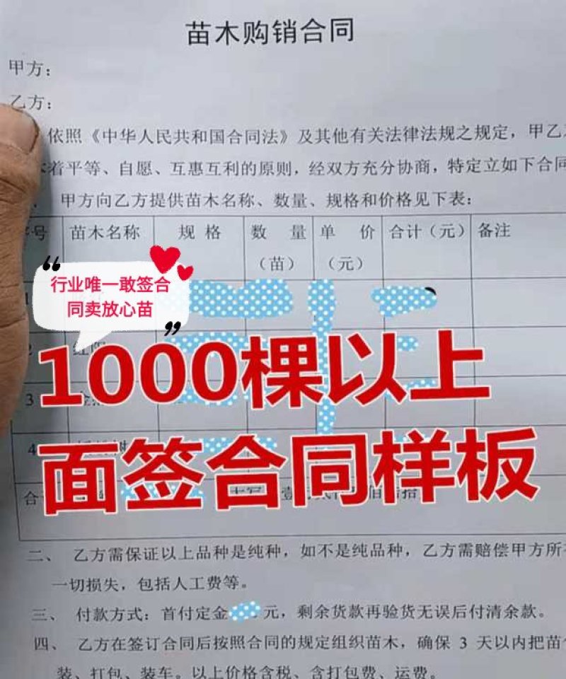 【无籽推广】黑老虎苗10株包邮果包回收~布福娜苗