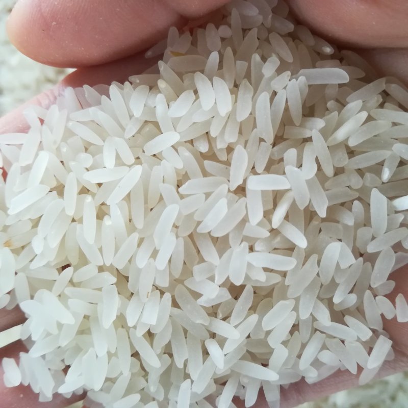有机种植大米