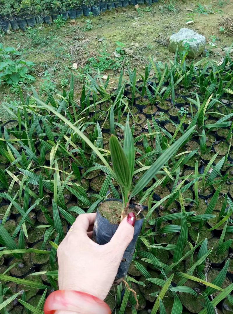 广州苗圃直供加拿利海枣苗庭院绿化棕榈科植物