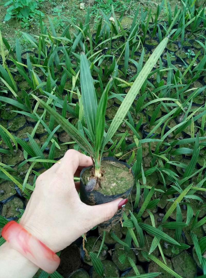 广州苗圃直供加拿利海枣苗庭院绿化棕榈科植物