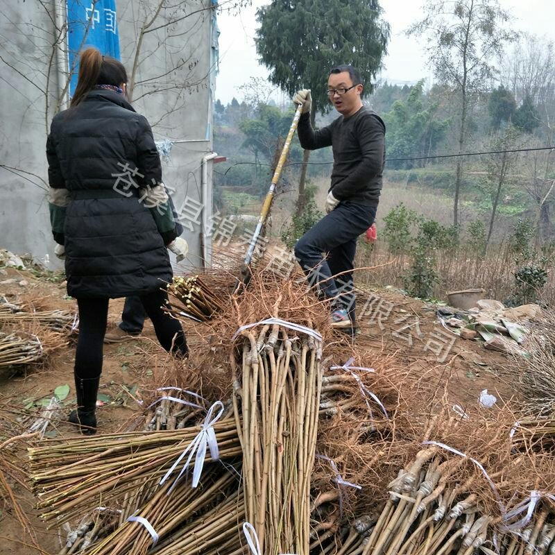 1公分以上晚熟青脆李树苗脱骨李子树苗嫁接李子苗脆李苗