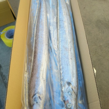 正宗渤海湾刀鱼