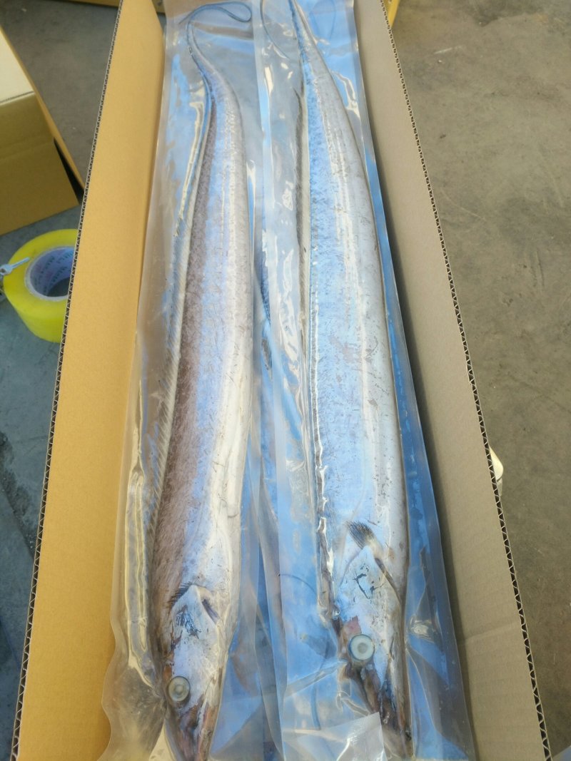 正宗渤海湾刀鱼