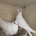 观赏鸽