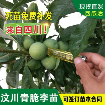 0.5公分以下晚熟青脆李树苗脱骨李子树苗嫁接李子脆李苗