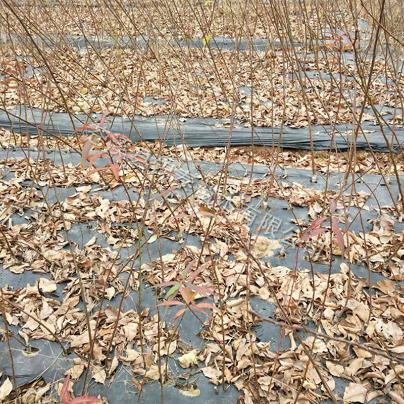 0.5公分以下晚熟青脆李树苗脱骨李子树苗嫁接李子脆李苗