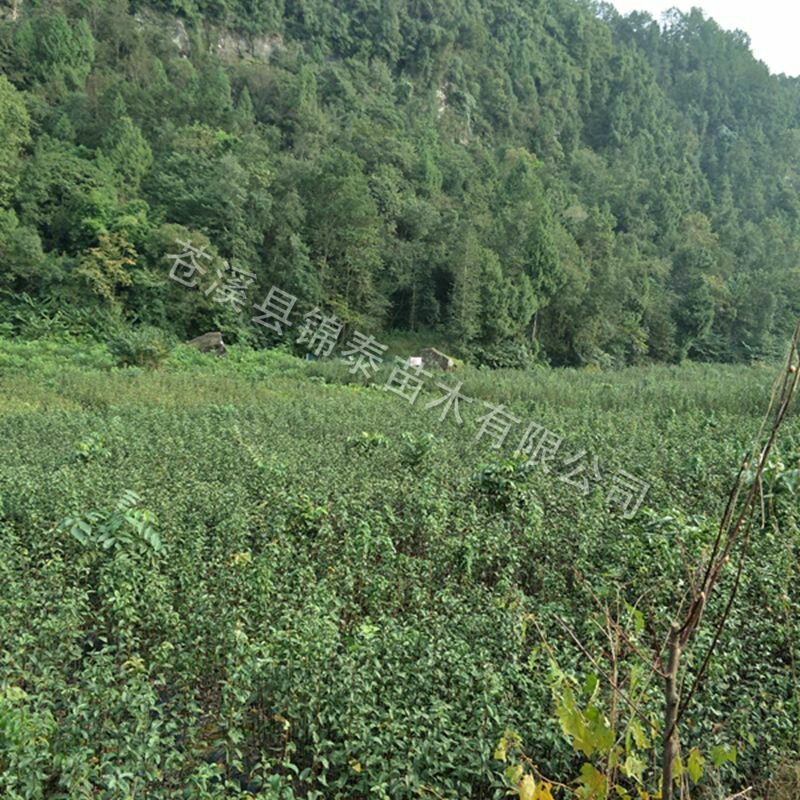 0.5公分以下晚熟青脆李树苗脱骨李子树苗嫁接李子脆李苗