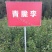 2公分以上晚熟青脆李树苗脱骨李子树苗嫁接李子苗脆李苗