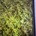 :野菊花茶