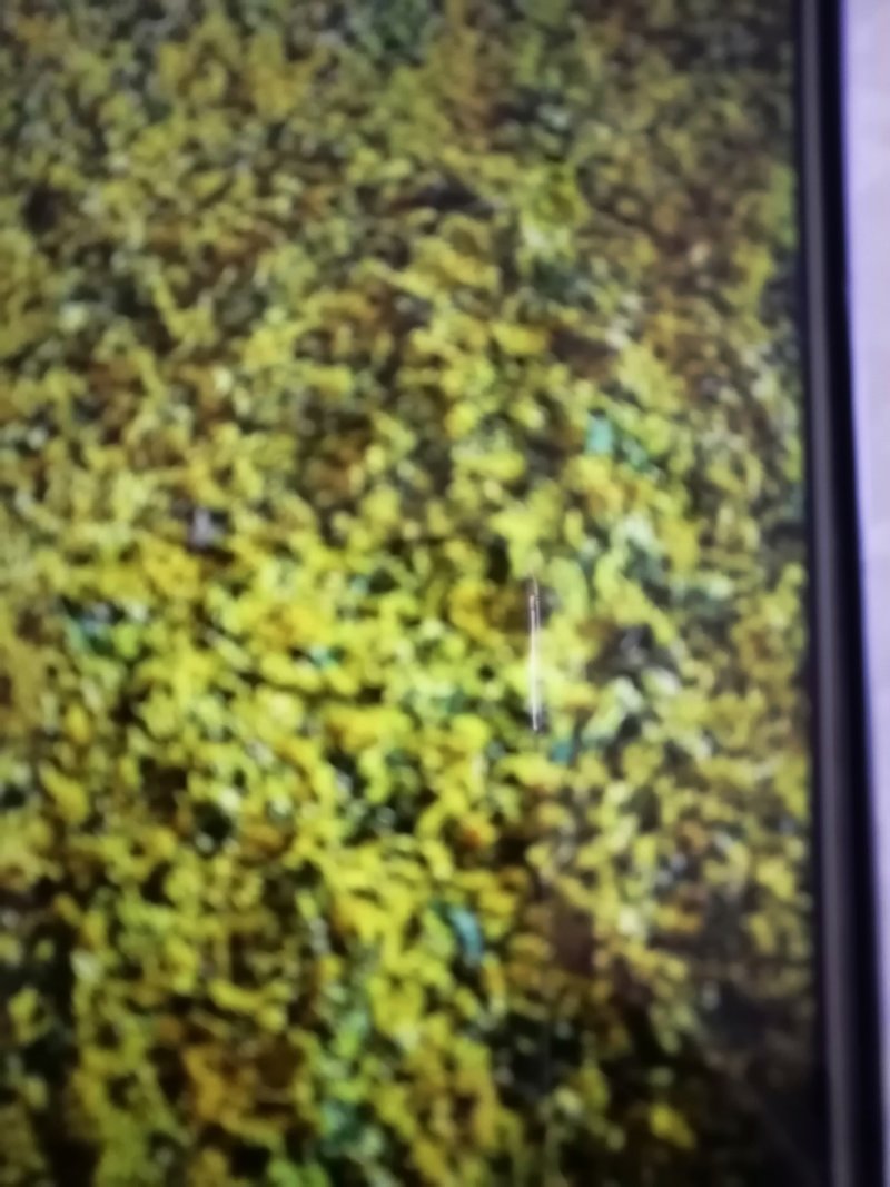 :野菊花茶