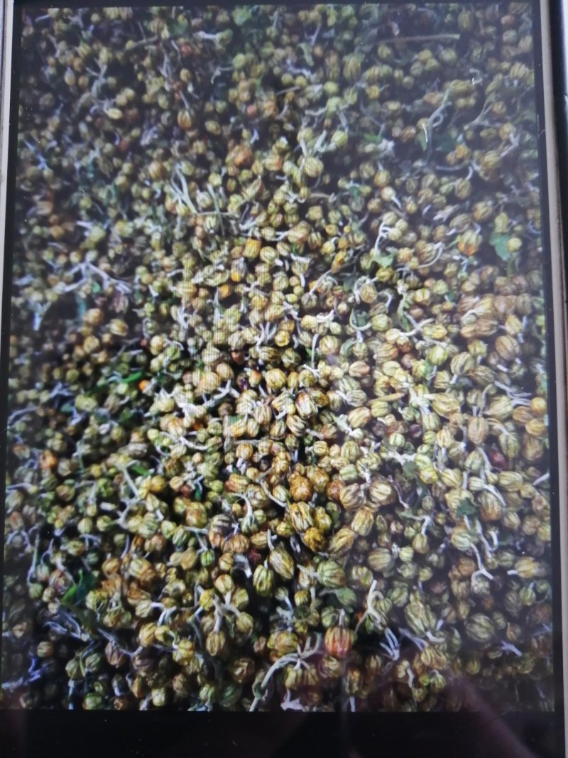 :野菊花茶